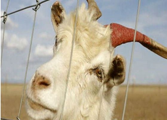 China Alambre galvanizado eléctrico de la cabra que cerca los paneles para los animales del campo, Eco amistoso proveedor