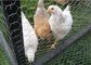 El cercado de la cerca de la malla de alambre de Gabion de las aves de corral/de alambre de pollo artesona el doble - torcido proveedor