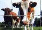 El ganado anticorrosión acorrala los paneles/los paneles de la cerca de la granja para la cría de animales proveedor
