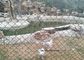 El PVC cubrió la alambrada del cercado de la cerca de la tela metálica/de alambre del verde para la protección del parque zoológico proveedor